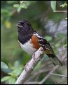 _2SB5424 spotted towhee